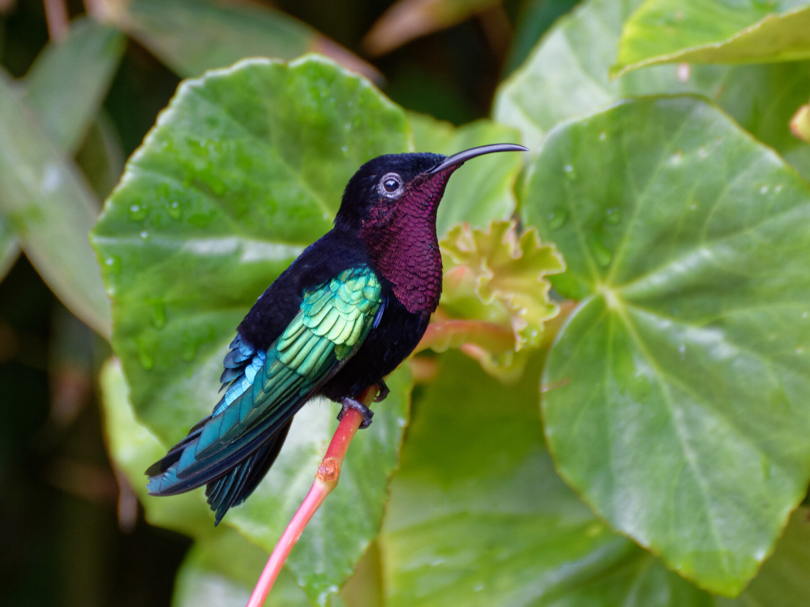 image Purple-throated Carib